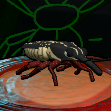 Long-nosed Weevil preview